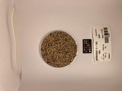 Click for 1 image(s) for this accession. SEED